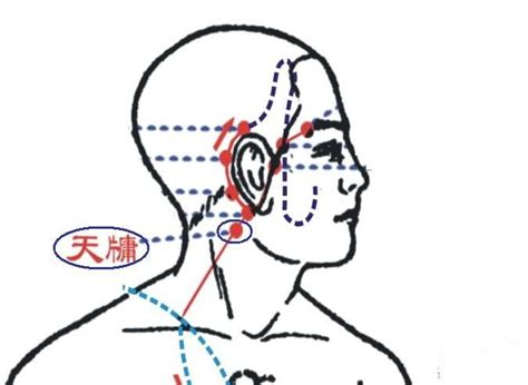 天谷穴|天牖